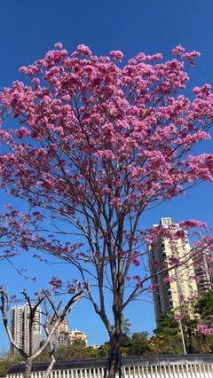 鵬城花語(yǔ) 深圳路邊花卉的文化與美學(xué)
