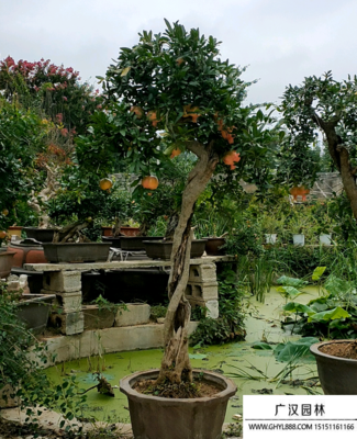 深圳石榴盆景批發(fā)市場(chǎng)指南 探尋花木薈萃之地