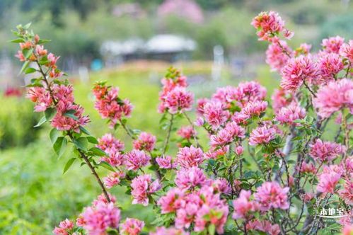 簕杜鵑 深圳的市花與城市色彩