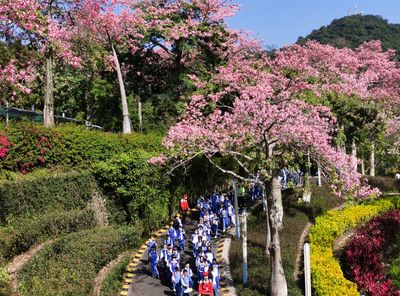 深圳東部華僑城異木棉花開似錦，冬日浪漫惹人醉