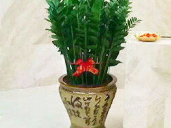 綠意羅湖 蔡屋圍的鮮花綠植批發(fā)與辦公美學(xué)實(shí)踐